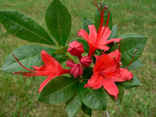 {Rhododendron cumberlandense}
